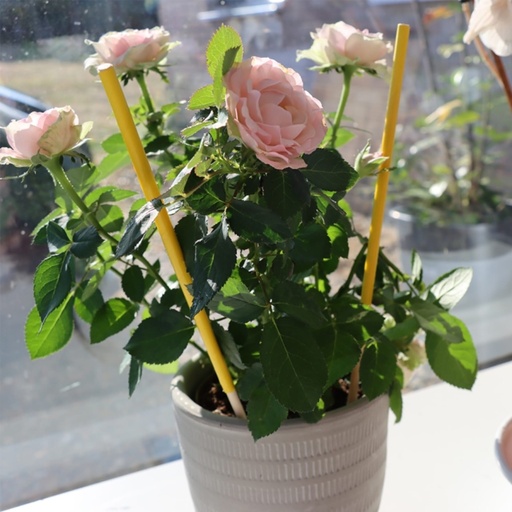 STV - Pot Plant Bug Stick - 6-Pack