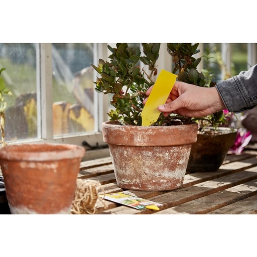 STV - Pot Plant Bug Trap - 5-Pack