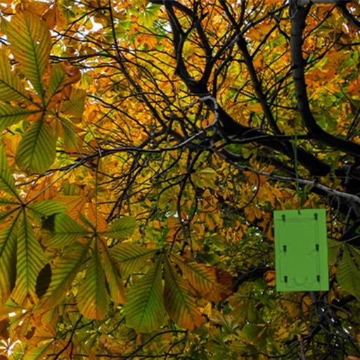 STV - Horse Chestnut Leaf Miner Trap Refill - Twinpack