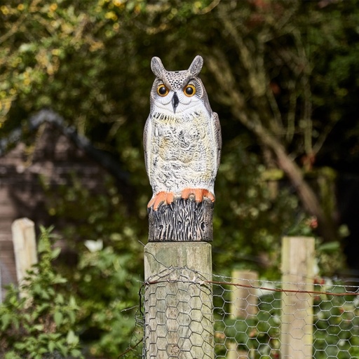 STV - Owl
