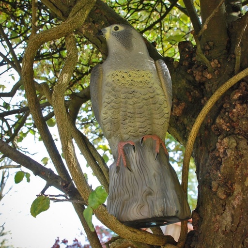 STV - Falcon