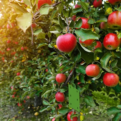 STV - Apple Maggot Trap - Twinpack