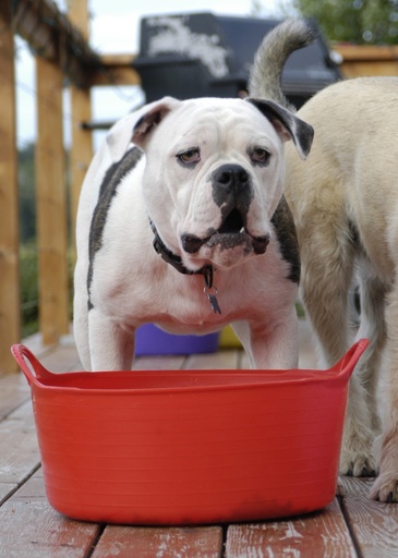 Red Gorilla - Gorilla Tubs & Recycled Black Tubs - Small Shallow 15L -Red