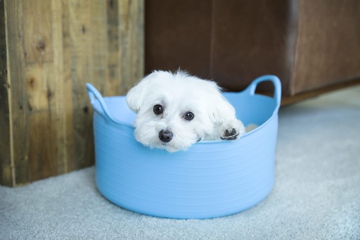 Red Gorilla - Gorilla Tubs & Recycled Black Tubs - Small Shallow 15L- Sky Blue