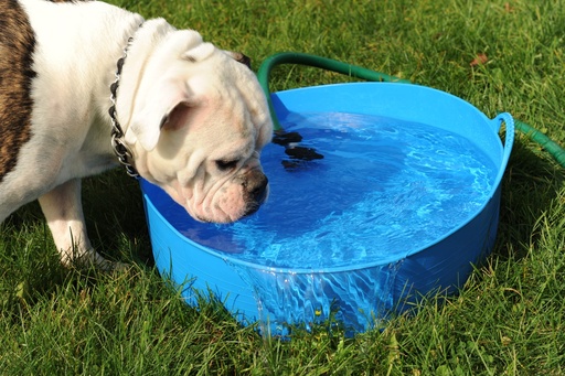 Red Gorilla - Gorilla Tubs & Recycled Black Tubs - Large Shallow 35L- Blue