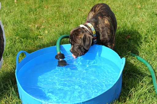 Red Gorilla - Gorilla Tubs & Recycled Black Tubs - Large Shallow 35L- Blue