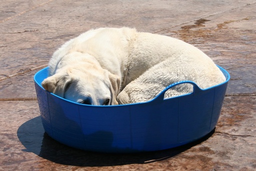 Red Gorilla - Gorilla Tubs & Recycled Black Tubs - Large Shallow 35L- Blue