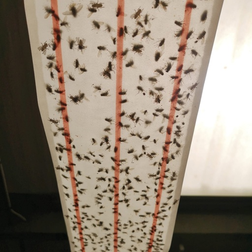 STV - XL Sticky Fly Roll 10 meter
