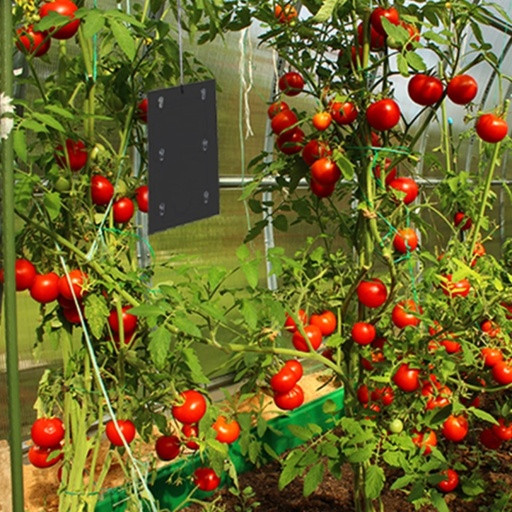 STV - Tomato Leaf Miner Trap Refill - Twinpack